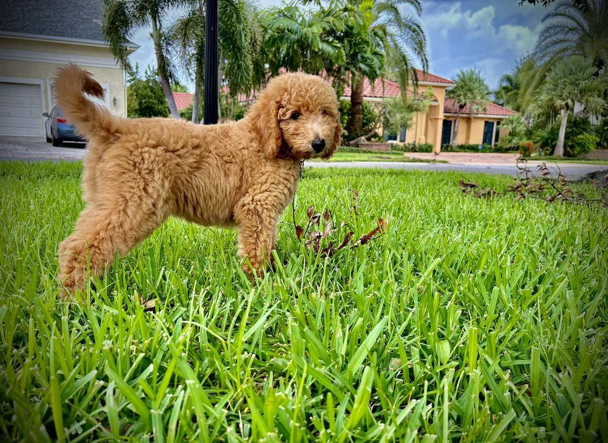 AndysTurf's tweet image. Meet Bella…the newest member of the Engelbrecht family. She’s 11 weeks old and she’s already a huge fan of turfgrass 🥰 soon she can ride with dad and help sell some #PerformancePack  #dogsofturf @SimplotTurf @GCSAA_Florida @GCSAA
