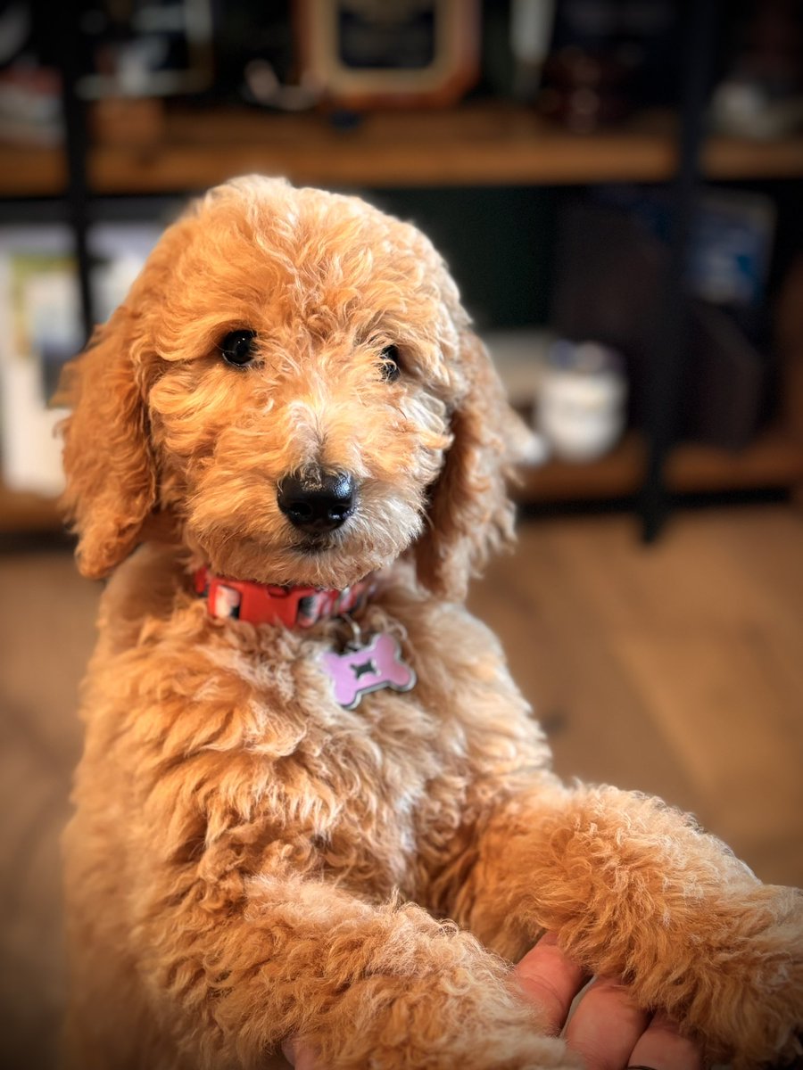 AndysTurf's tweet image. Meet Bella…the newest member of the Engelbrecht family. She’s 11 weeks old and she’s already a huge fan of turfgrass 🥰 soon she can ride with dad and help sell some #PerformancePack  #dogsofturf @SimplotTurf @GCSAA_Florida @GCSAA