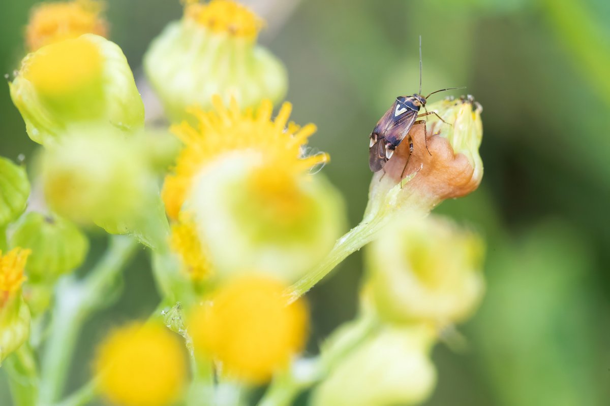 Arnold Meijer | Blue Robin dtp tweet media