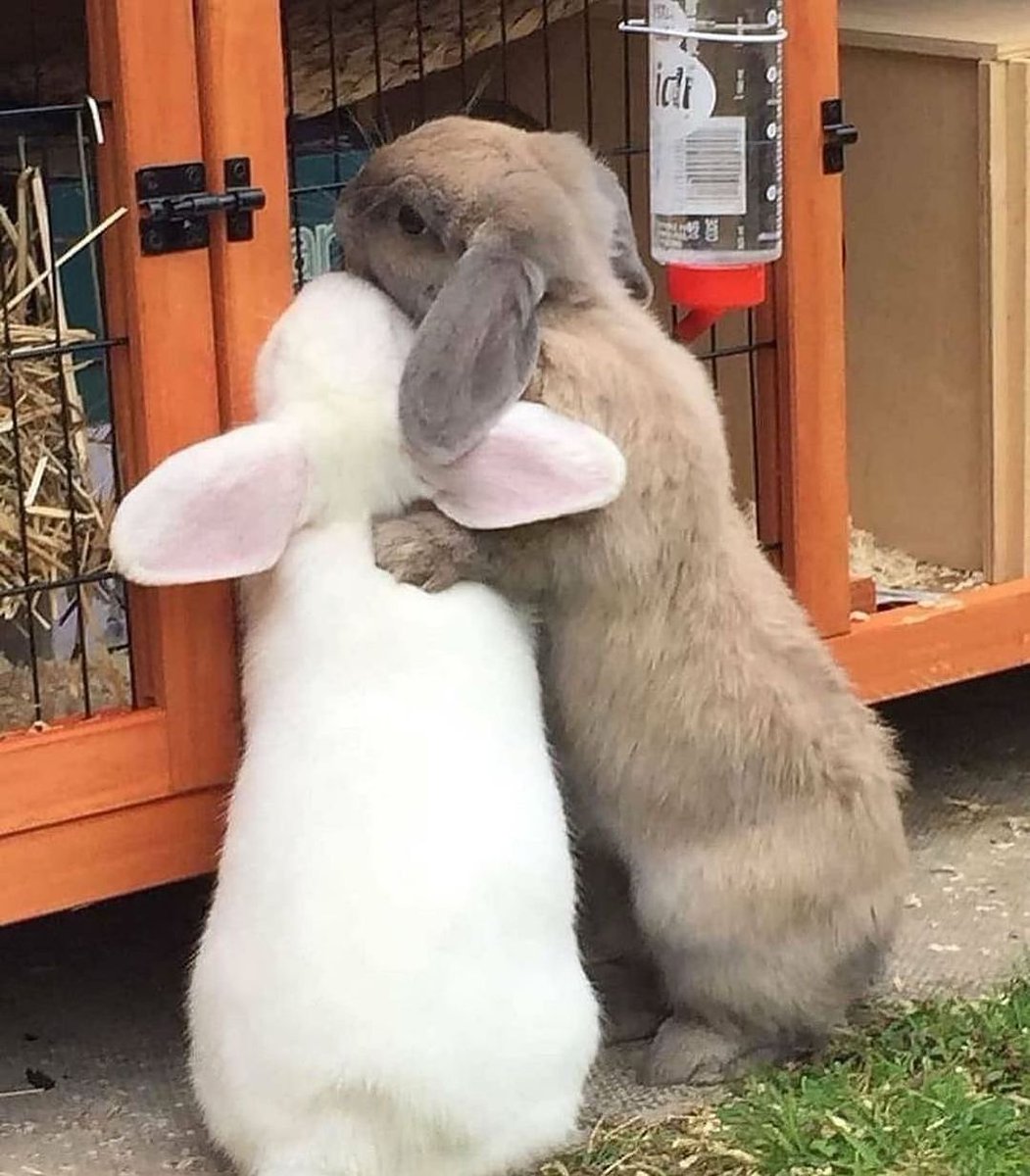 Rabbit Grooming (@rabbitgrooming_) / Posts / X