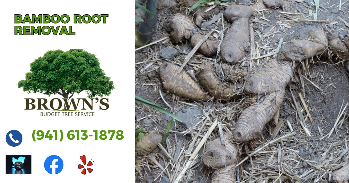 BrownBudget's tweet photo. Bamboo roots?  Want them removed?  Have tree stumps?  Want those grinded out? That's the best way to make sure they don't come back.  Call Jean (941) 613-1878.  https://t.co/vno2xT7rhg https://t.co/YeWvZZko1n