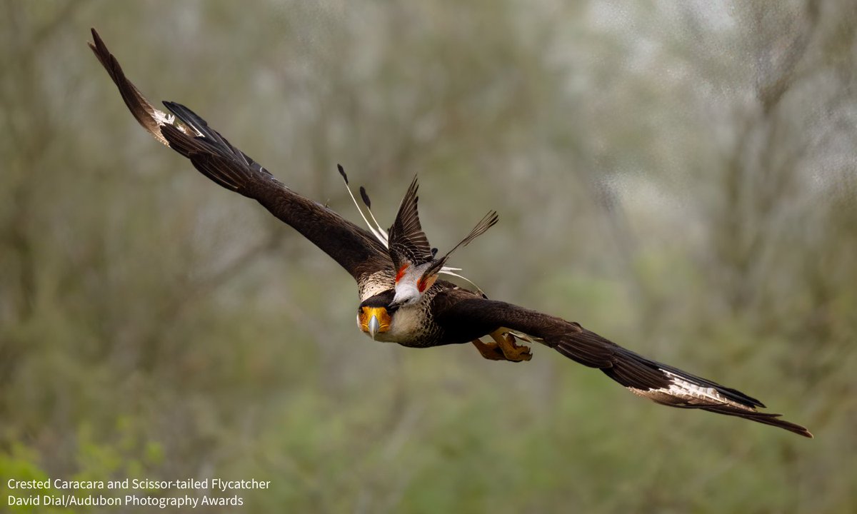 Audubon Society tweet media
