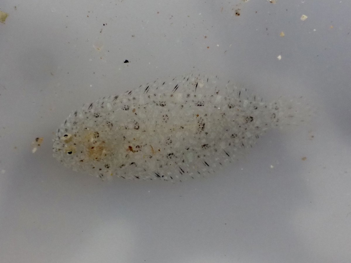 Finley Hutchinson (@finleyhutchins2) on Twitter photo Myself and <a href="/drage_james/">James Drage Hubert</a> popped along to a Scilly rockpool safari led by <a href="/stmarys_patch/">Scott Reid</a> today, resulting in 4 new species for me: my long-awaited Candy-striped Flatworm & Rosy Feather-star found by other participants, along with self-found Gangly Lancer sea spider & Dover Sole! Myself and <a href="/drage_james/">James Drage Hubert</a> popped along to a Scilly rockpool safari led by <a href="/stmarys_patch/">Scott Reid</a> today, resulting in 4 new species for me: my long-awaited Candy-striped Flatworm & Rosy Feather-star found by other participants, along with self-found Gangly Lancer sea spider & Dover Sole!