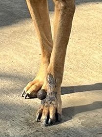 balcanizada's tweet photo. Este perro/a tiene un tumor. Pero para poder ayudarlo tenemos que conseguirle un tránsito o familia responsable. Urgente RT. Buenos Aires, Argentina. https://t.co/LJWwHKYd9j