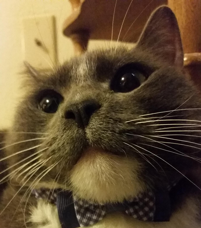 TylahTrash's tweet photo. It is with heavy heart and heavy eyes I have to say that unfortunately Thor passed away in his sleep last night. He was my best friend and I don't know how I would have survived without him the last 10 years. https://t.co/he6W8l5UcS