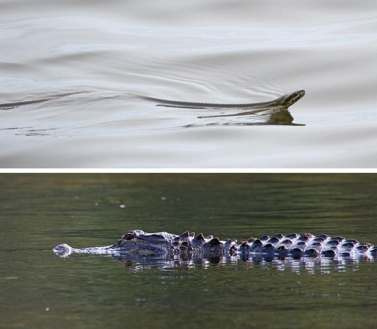 Alligators &amp; snakes may be observed more frequently in areas with flooding. Keep them at a distance &amp; give them space! #Debby