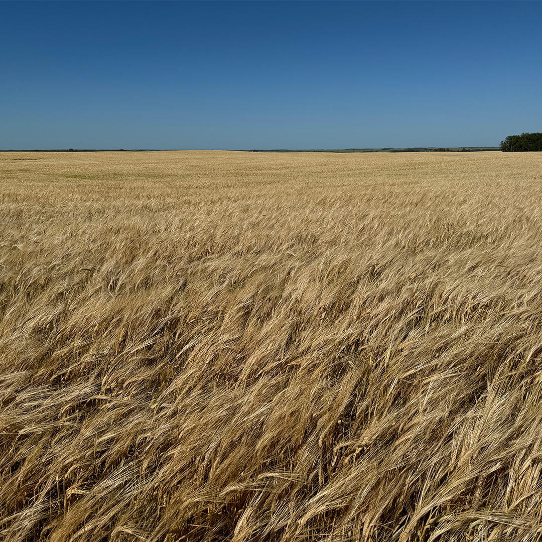 Barley is beautiful. 

Here are some recent photos taken by our agronomy team as they visit farms across the Canadian Prairies to monitor the progress of crop 2024. 

We invite you to get in touch with us to learn more about what you can expect from this year's crop.