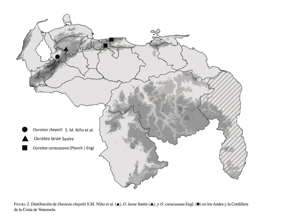 Mincyt_VE's tweet photo. #Entérate | Investigador del @IVIC_oficial descubre especie botánica en la región andina venezolana

🌳Se trata del árbol Ouratea chepelii Niño et al (Ochnaceae), ubicado a las orillas del Parque Nacional Guaramacal.

Conoce más➡️https://t.co/x6VqRyi7lO

#PatriaSoberanaYPlena https://t.co/pbLPhafoN4