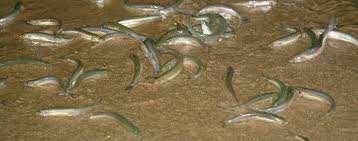 Hey #ESA2024 anyone wanna check out the #GrunionRun? We're here right around the new moon, so may spot one of the most iconic SoCal marine ecological phenomena. Grunion fish should come up on the sand around 11pm this week, you just never know what beach. wildlife.ca.gov/Fishing/Ocean/…