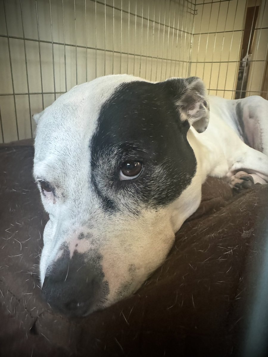 TommyKubiski's tweet image. Happy Monday, y’all! I hope you all &amp;amp; your families have a great week ahead 🍐🐶🖤
@tommykubiski 
@pearlythepitty 
.
.
.
.
.
.
#PearlyThePitty #Dog #Dogs #PitBull #PitBulls #PitBullsOfTwitter #PitBullsOfX #DogsOfTwitter  #DogsOfX #Pitties #HappyMonday #HaveAGreatWeek