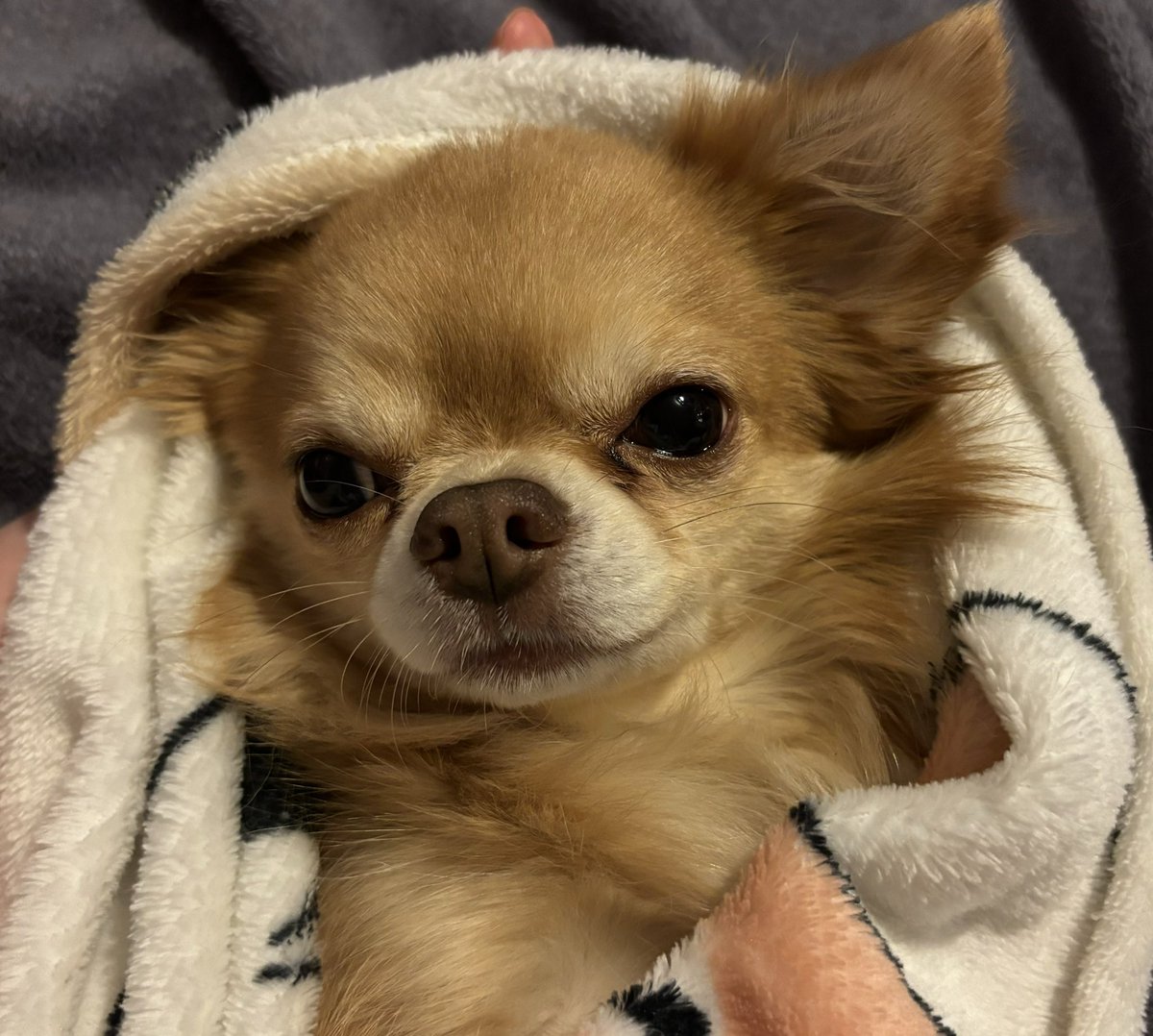 i offer you a smol bby burrito 🌯🤲

do you accept him? 🥰