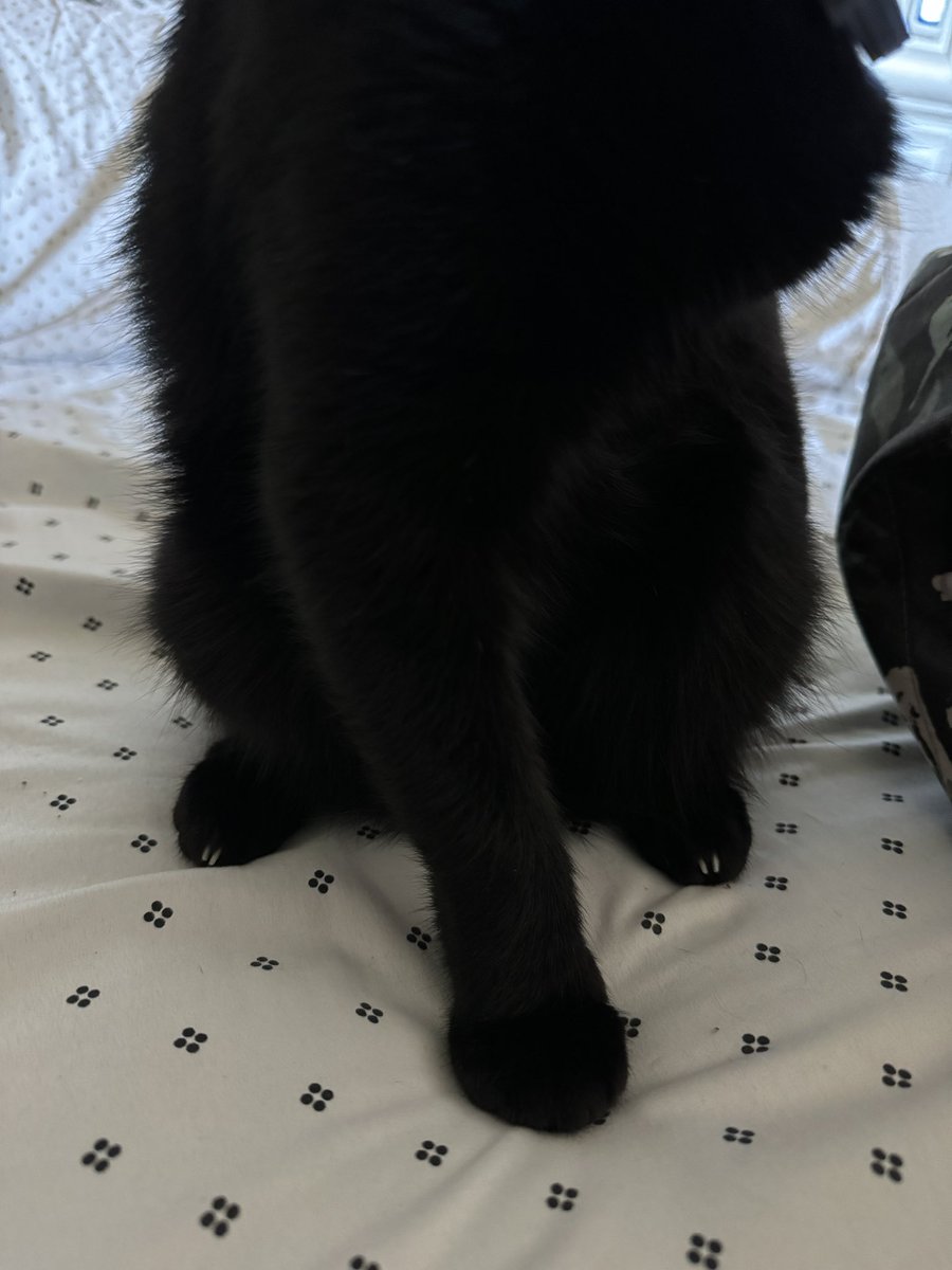 I find it adorable that Luna always has 2 little claws popping out of her hind feet.. why doesn’t she retract them all the way.