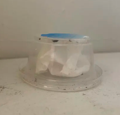 web_mother's tweet photo. I got my new Jumping spiderling I love them 💜🕸️

#spiderling #jumpingspider #spider https://t.co/C58T7eyIJm