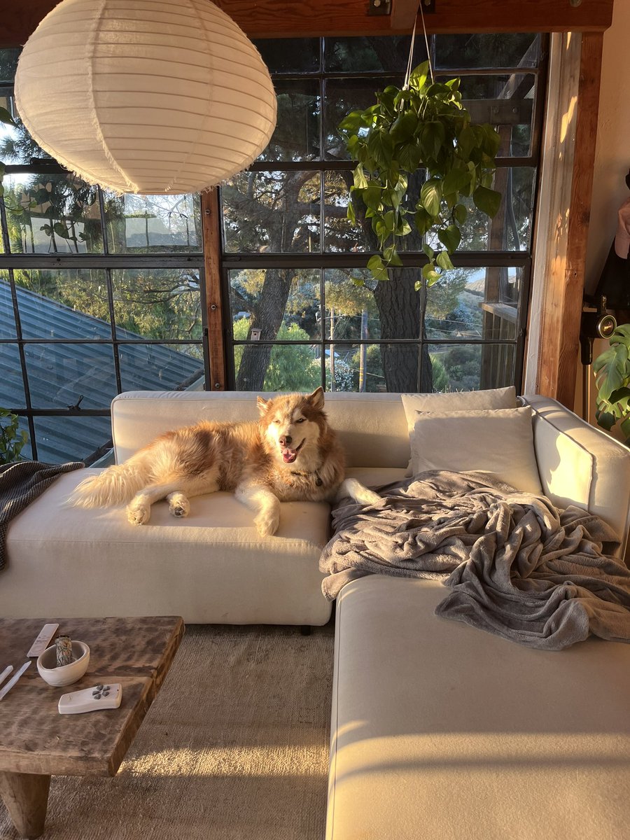 morgan young tweet media