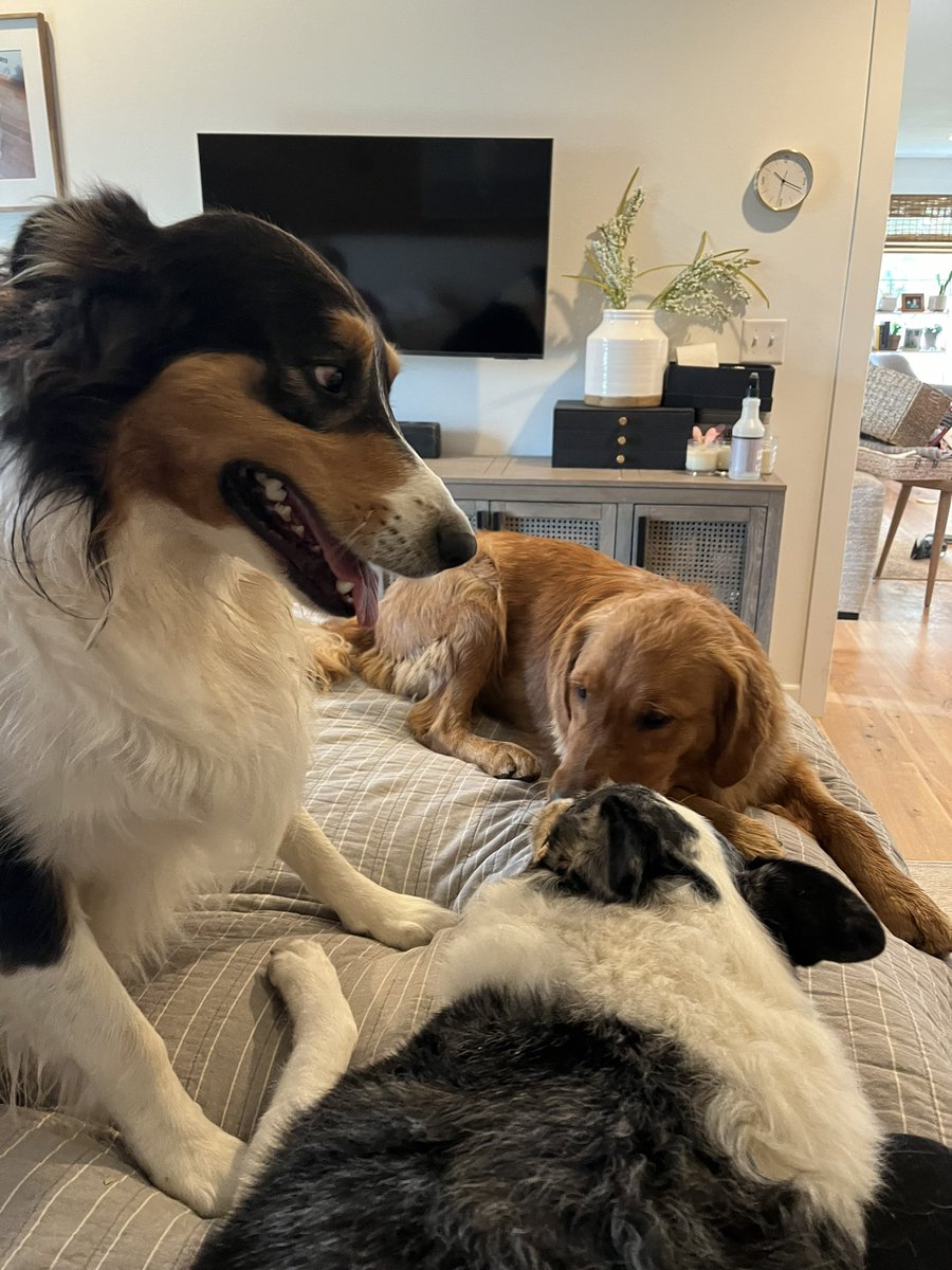 jwalden52's tweet photo. The three musketeers… https://t.co/Be7FKcePTZ