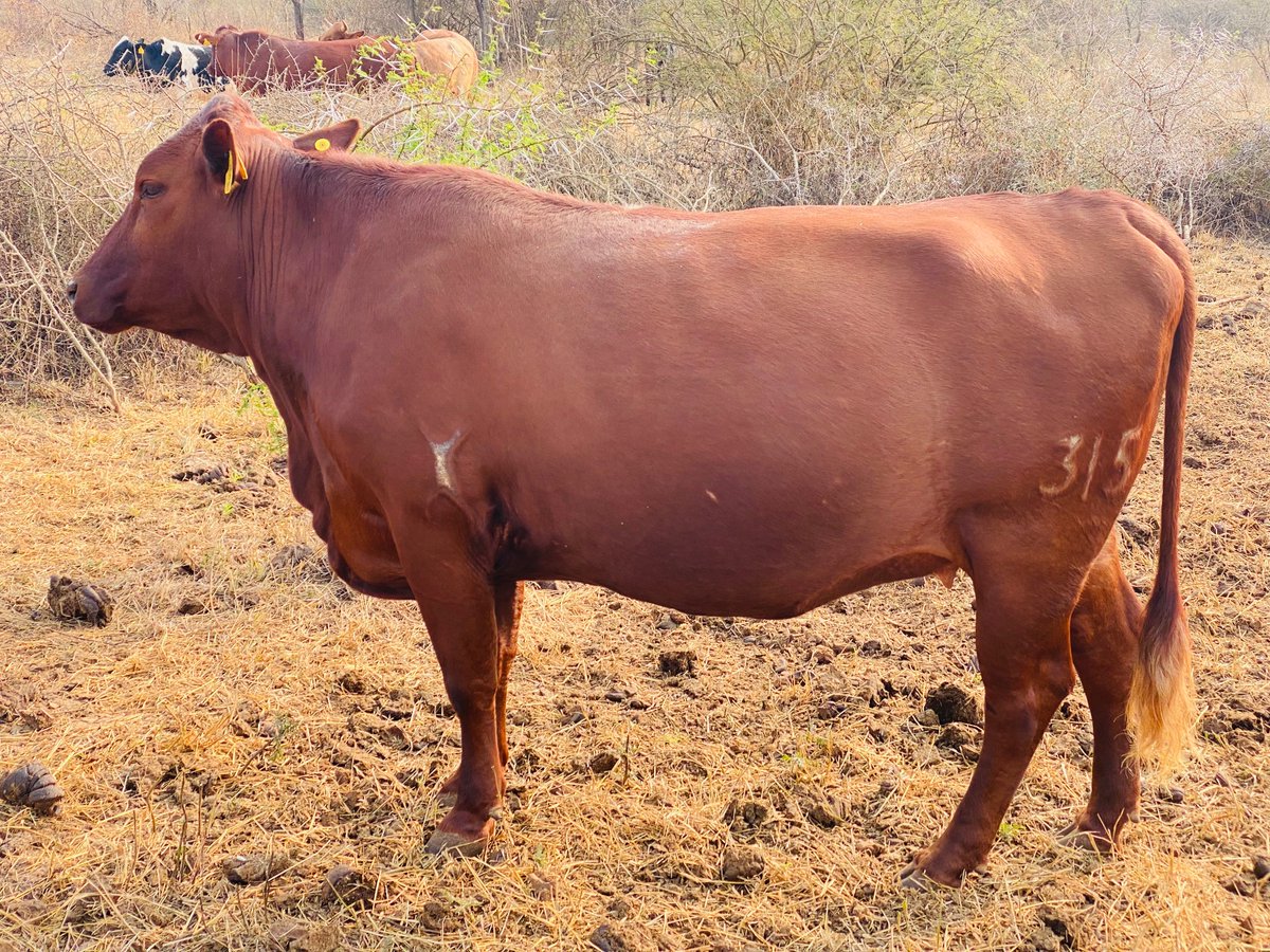 3 year old Bonsmara heifer in-calf. My first.