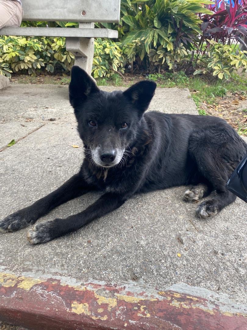 Reporta <a href="/Sonitaverde/">Soyverde</a>: por favor repostear. Perrito al parecer está extraviado tiene días caminando por el Boulevard El Cafetal, Municipio Baruta, no es agresivo, no tiene identificación y  es muy tranquilo se nota cómo asustado  favor divulgar a ver si aparecen sus dueños