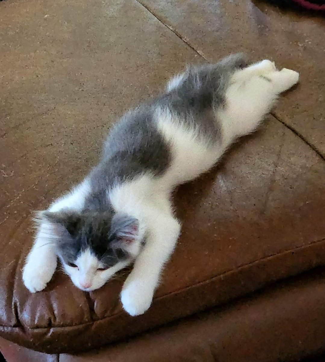 IBRescue's tweet photo. A case of the Mondays... (He's patiently waiting for his sibs to wake up) 🤣
PURRlease supPURRt our mission.
https://t.co/aqxv59J7Uq
#lifeinthefosterhood #savinglives #kittens #ittakesavillage #fosters2022 #gratitude #donationswelcomed #mondaymeows https://t.co/JSD28tXVpL
