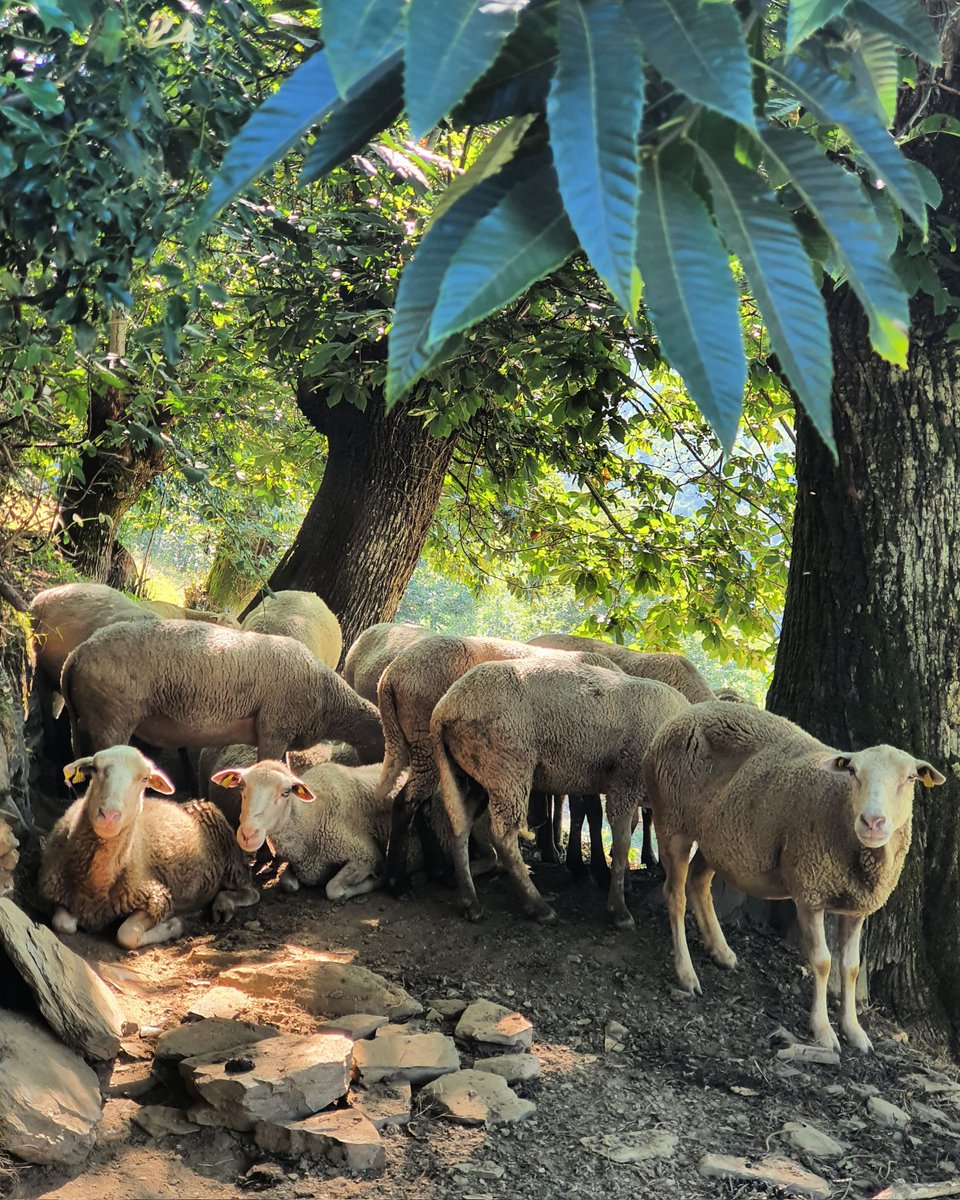 monteromonti's tweet photo. Día 2.
Tanta curiosidad tenían ellas como yo, aunque lo que andaba buscando no era el #cordero fugado, que lleve al #redil, sino uno de los hermosos #alvares que, para proteger el dulce de los #osos, se conservan en esta #sierra remota.  
#QuiénSabeDónde https://t.co/OVsT0p11Ax
