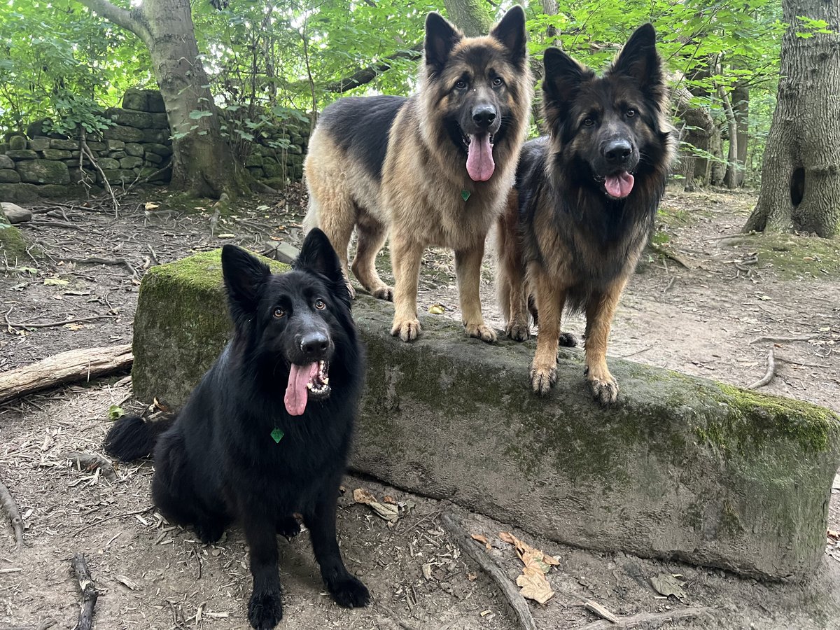 ForRover's tweet image. Gorgeous day. Loki said 💤💤💤 and a bonus Kitty picture. Feeding mum’s cat while she’s away. 😊