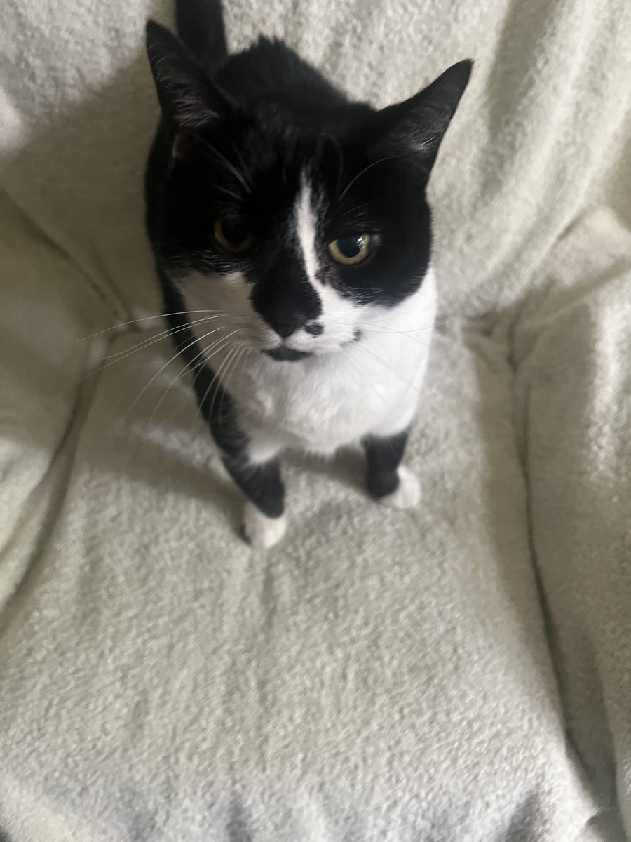 ForRover's tweet image. Gorgeous day. Loki said 💤💤💤 and a bonus Kitty picture. Feeding mum’s cat while she’s away. 😊