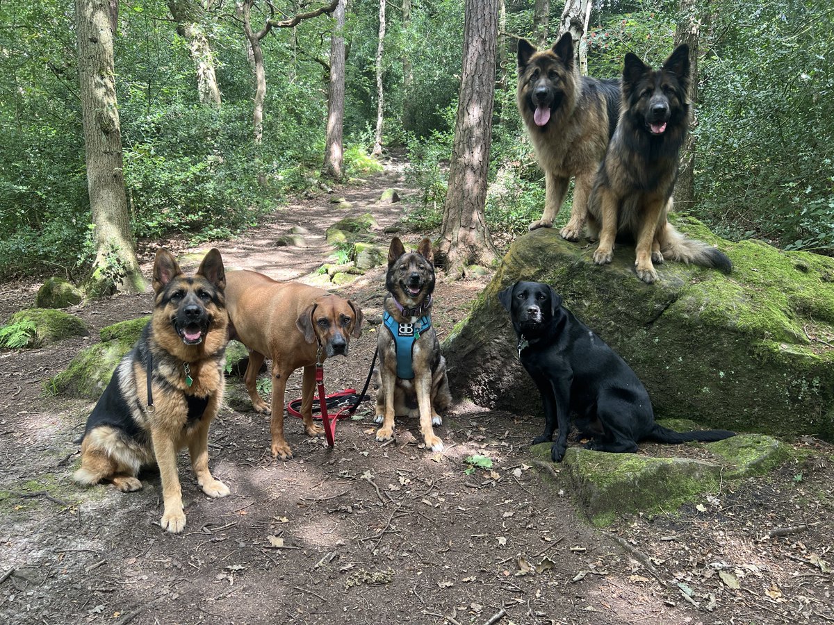 ForRover's tweet image. Gorgeous day. Loki said 💤💤💤 and a bonus Kitty picture. Feeding mum’s cat while she’s away. 😊