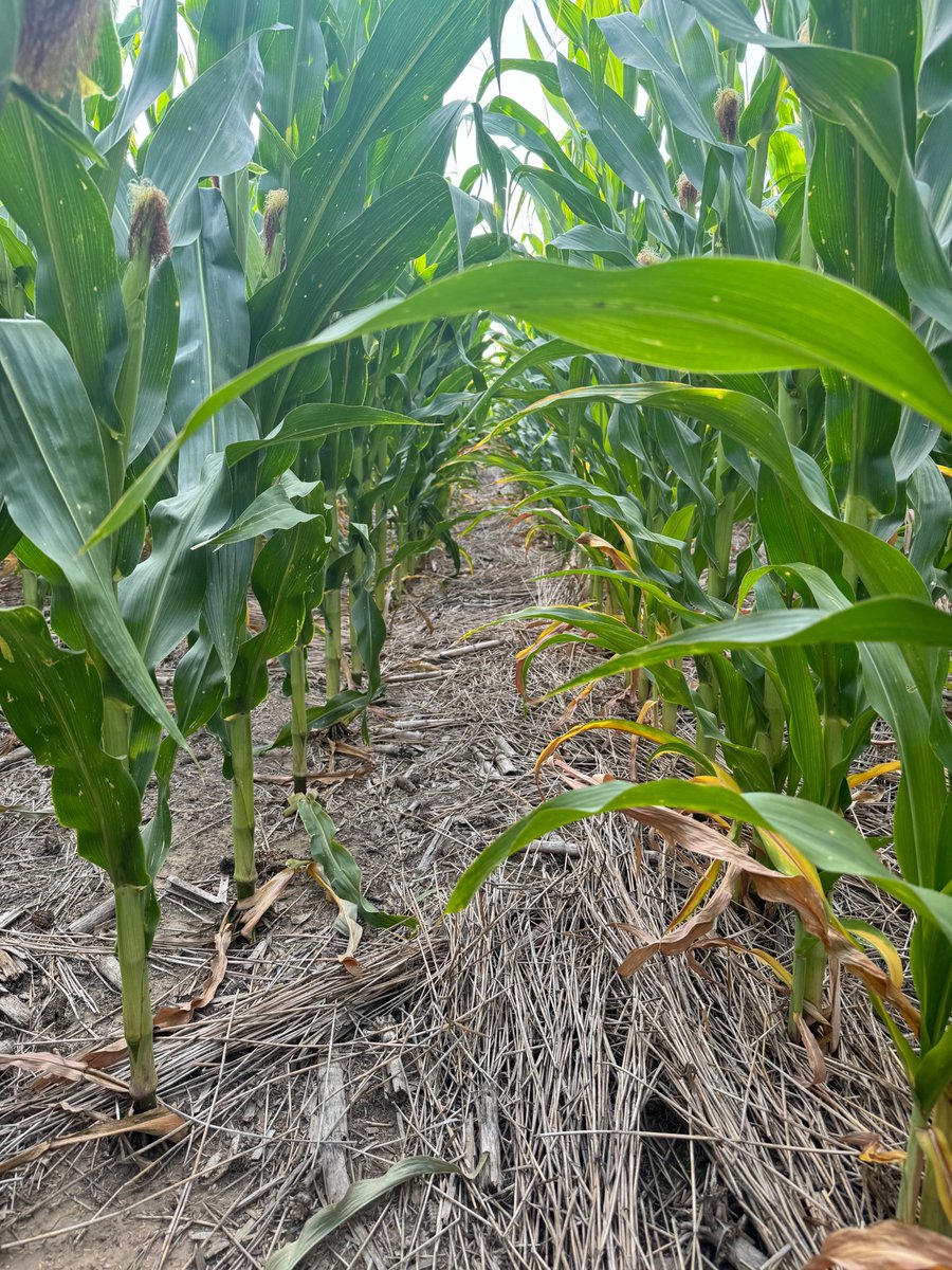 LegacyAgService's tweet photo. Here's a side-by-side comparison of our nitrogen study plot in McDonald, Kansas with Pivot Bio PROVEN 40 LIF on the left and an untreated check on the right! @pivotbio #AgTech https://t.co/7LJDoqVS9b