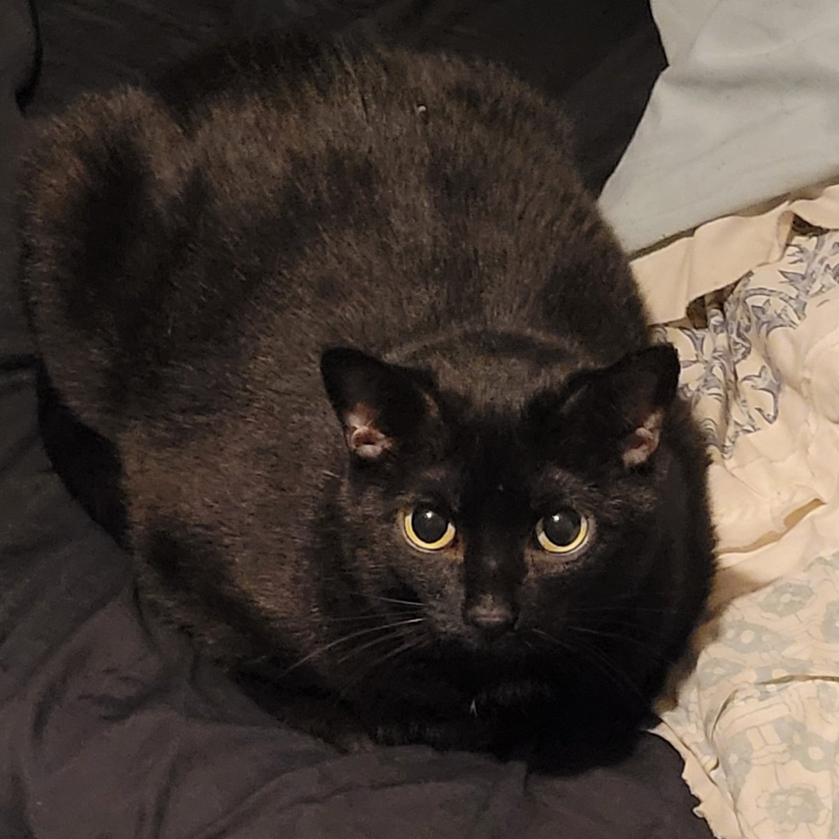 CAT tweet media