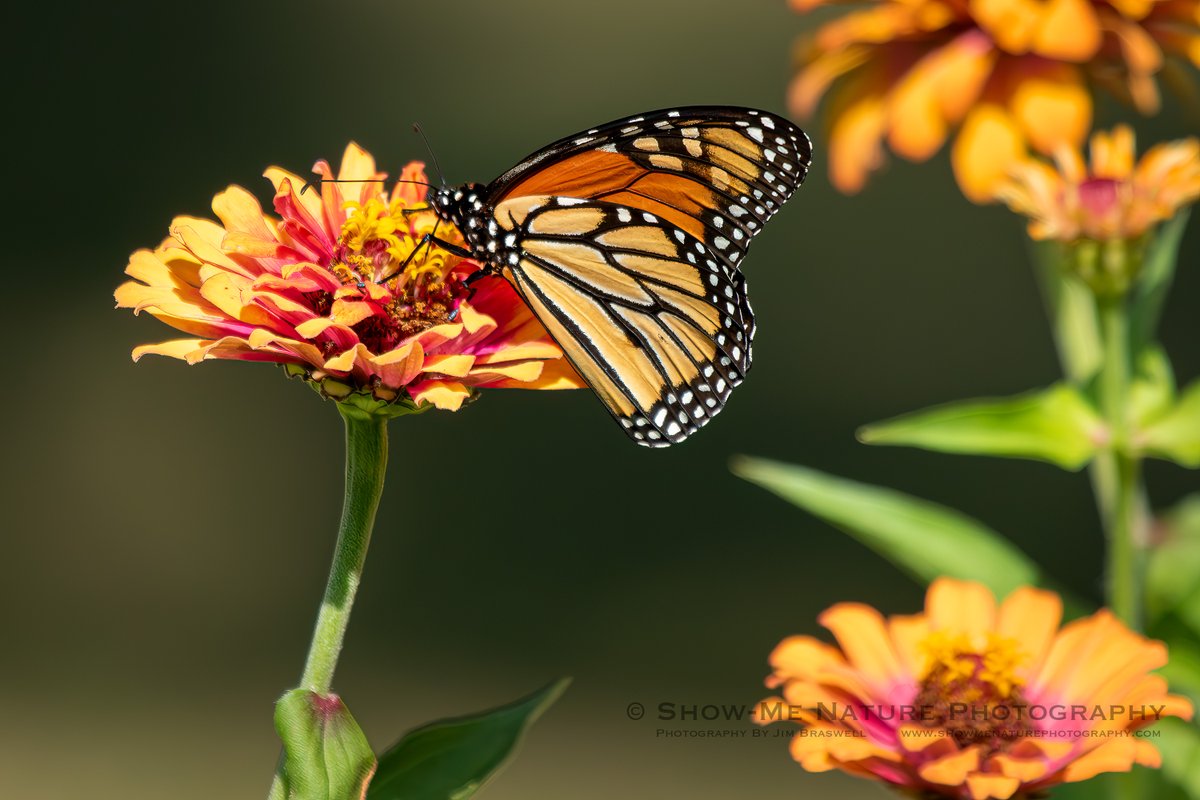 For Evening: "First of Many?" tinyurl.com/bdcp3uty #Monarch #butterfly #Missouri #nature_photography
