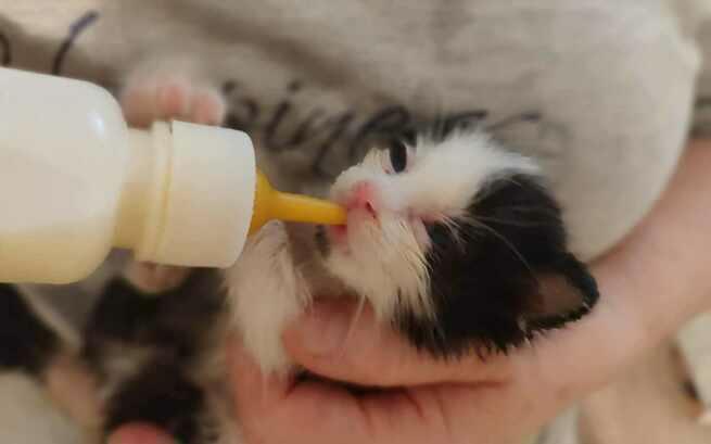 "Bez matki i nadziei: 5 kociąt potrzebuje Twojej pomocy".

ratujemyzwierzaki.pl/5-kociat-felin…