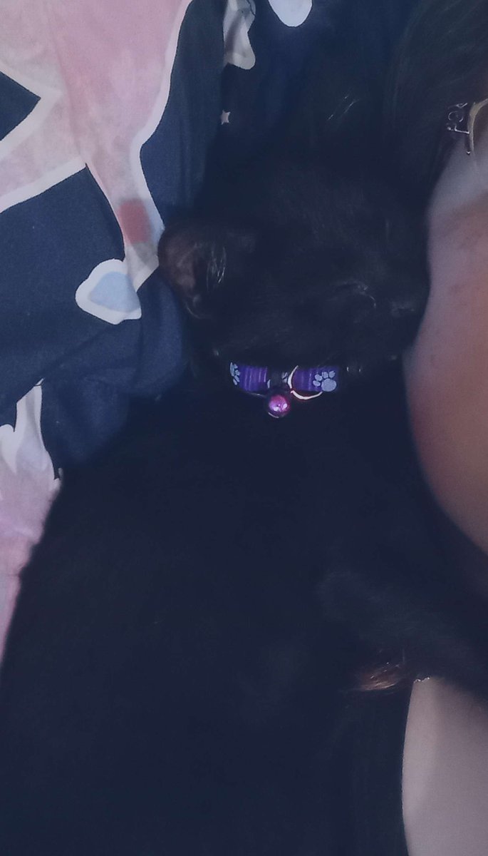 TheBIackKitsune's tweet photo. Kitten. 

#kitten #BlackCat #meow https://t.co/Q6evpnTWw6