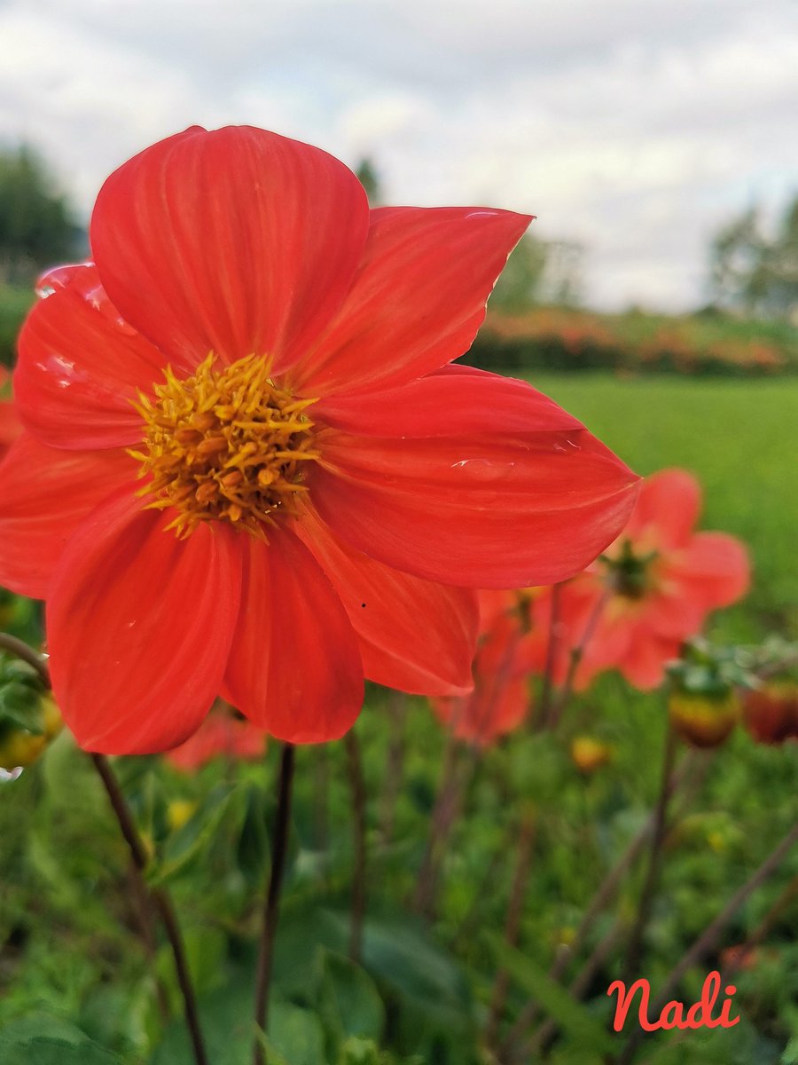 N_25_01_K's tweet photo. When the soul lies down in that grass
the world is too full to talk about.

(Rumi)

#nature #flowers #BeHappy #hereandnow https://t.co/E3TXtCkA7a