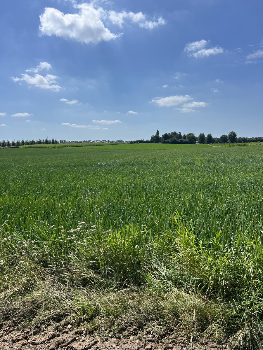 Al vaak gelopen, met nu wel een record aantal bandnetels😉, toch elke keer weer verrassend indrukwekkend en prachtig❤️<a href="/magnifiekZL/">Magnifiek Zuid-Limburg</a> #gerendal #sibbe