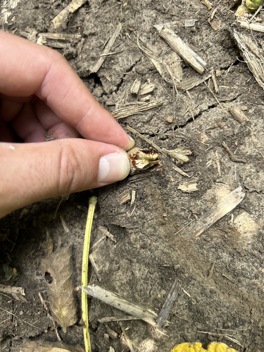 ColeMoes's tweet photo. Tar spot, southern rust, aphids, and gall midge. Mother Nature is throwing the book at growers in northeast Nebraska this year for sure! It’s not to late to be proactive! Contact your local CHS salesman to help you out! @BayerCropProUS @CHSAgronomy @BASF @CortevaUS @SyngentaUS https://t.co/ygmkmvmOpb