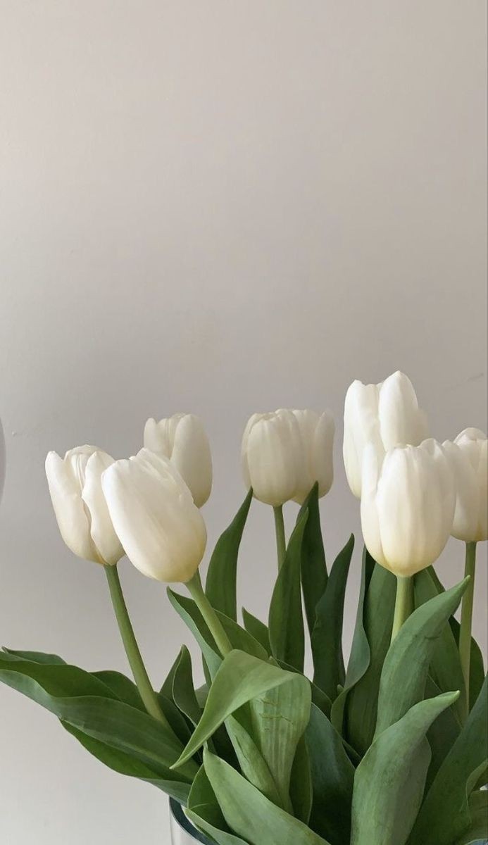 white tulips