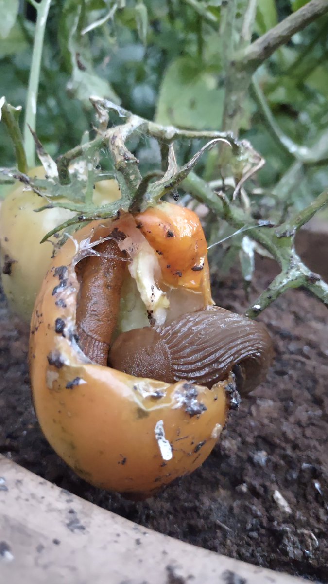 Schubbebeest's tweet photo. A tomato hammock for the slugs. https://t.co/8bcWnvOHXi