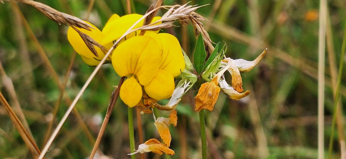 We found vetch today in #billsmeadow!!