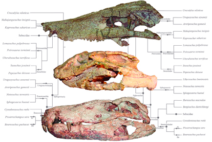 Pedro Godoy (@pedrolgodoy) on Twitter photo New croc paper alert! 🚨🐊
I'm happy to share the results of great teamwork effort, led by <a href="/jmleardi/">Juan Martin Leardi</a>. In light of the recent publication of the Phylonyms, we present the phylogenetic nomenclature of notosuchian crocodylomorphs.
mapress.com/bpn/article/vi… New croc paper alert! 🚨🐊
I'm happy to share the results of great teamwork effort, led by <a href="/jmleardi/">Juan Martin Leardi</a>. In light of the recent publication of the Phylonyms, we present the phylogenetic nomenclature of notosuchian crocodylomorphs.
mapress.com/bpn/article/vi…