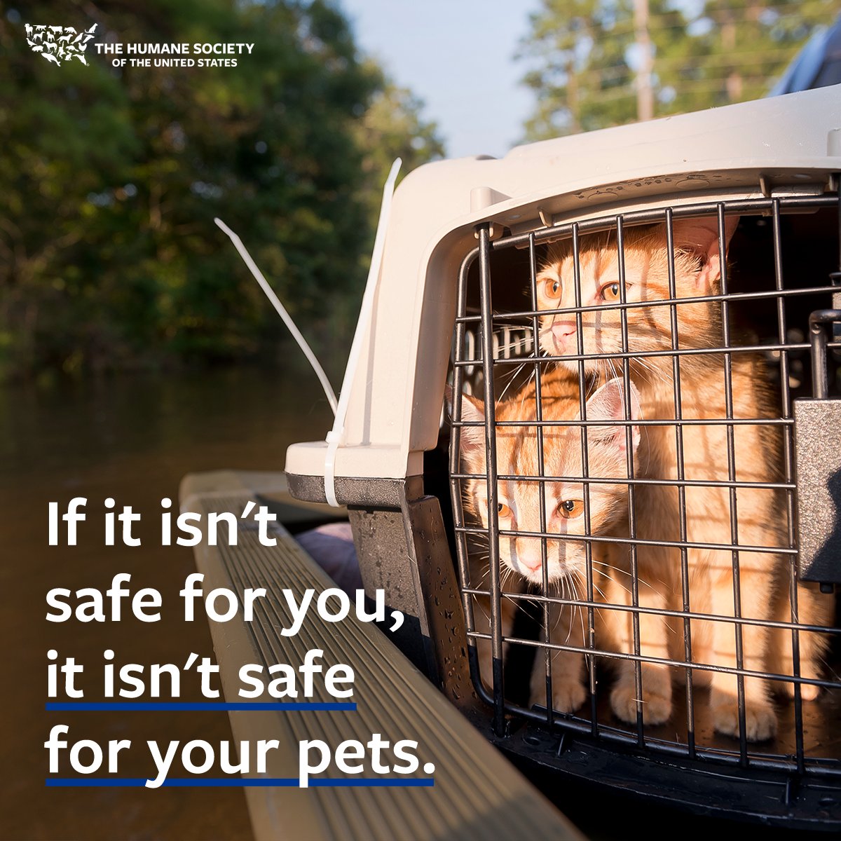 humaneworldorg's tweet image. ⚠️PSA⚠️: #TropicalStormDebby is causing catastrophic flooding in the Southeastern US, leaving animals at risk. Now is the time to make sure you’ve got disaster plans in place that include your pet(s)! 

Learn how you can be prepared and stay safe: hsus.link/2x080524