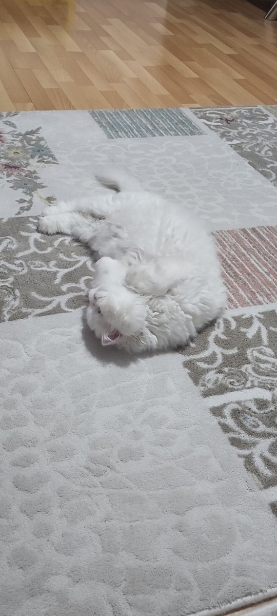 Hyb07007's tweet photo. Yatışa bakarmısın kızım benim 🧿💙🍀❤️😍 https://t.co/eraDCnfeA2