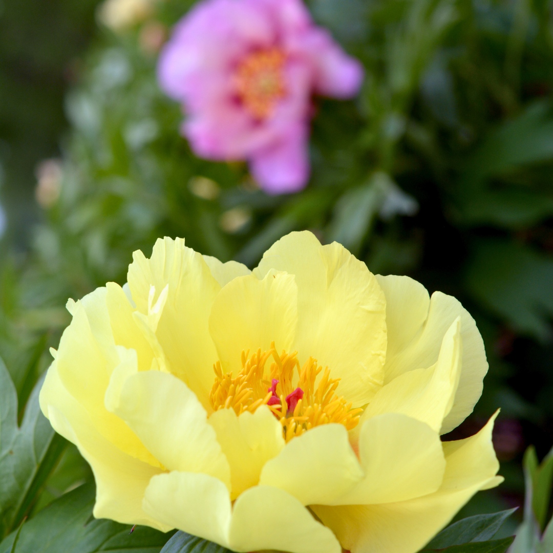 GardenStateBulb's tweet photo. Award-winning pink, yellow, and white peonies are still available--and on sale! Snag yours today, before it's too late 🌸🌼💮

#GardenStateBulb #Garden #Gardening #Peonies #Sale #Summer #Flowers https://t.co/4IBt4YjGQb