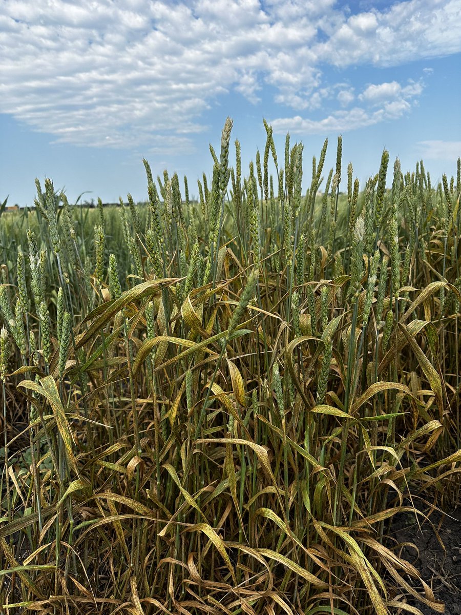 rustpathology's tweet image. A well executed stem rust epidemic is crucial for selecting superior resistant germplasm. Our stem rust inoculated spring wheat trial in Fargo, ND was designed to achieve that goal.