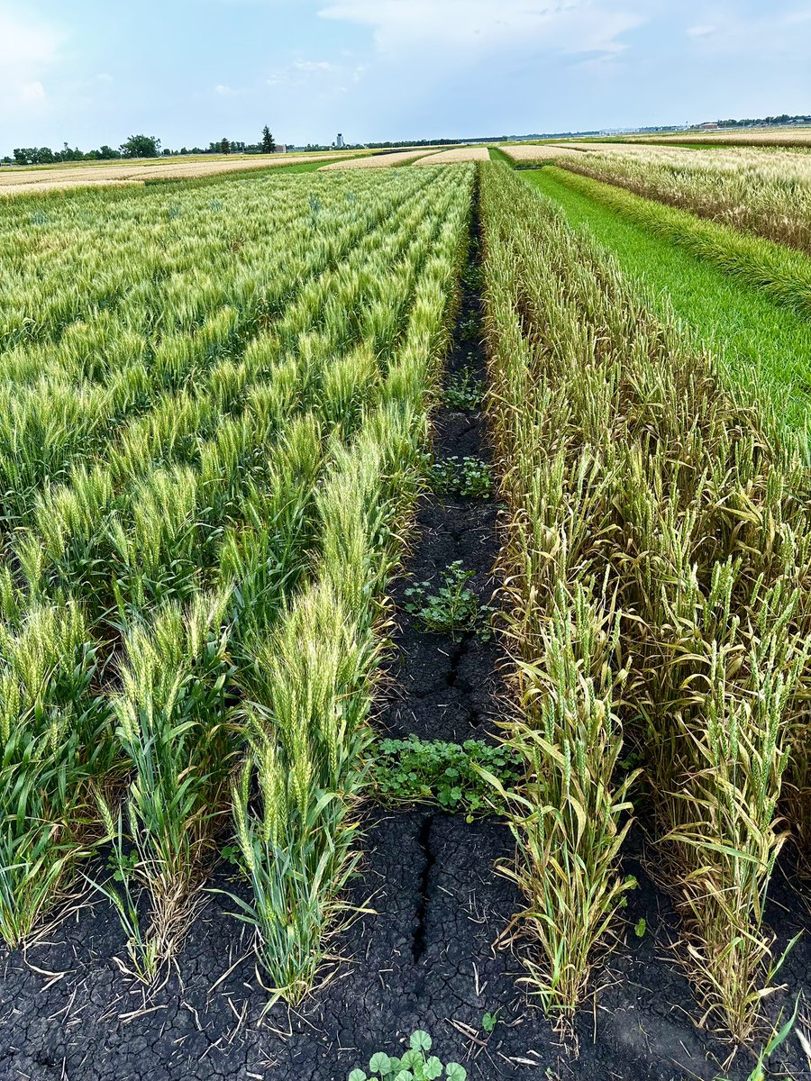 rustpathology's tweet image. A well executed stem rust epidemic is crucial for selecting superior resistant germplasm. Our stem rust inoculated spring wheat trial in Fargo, ND was designed to achieve that goal.