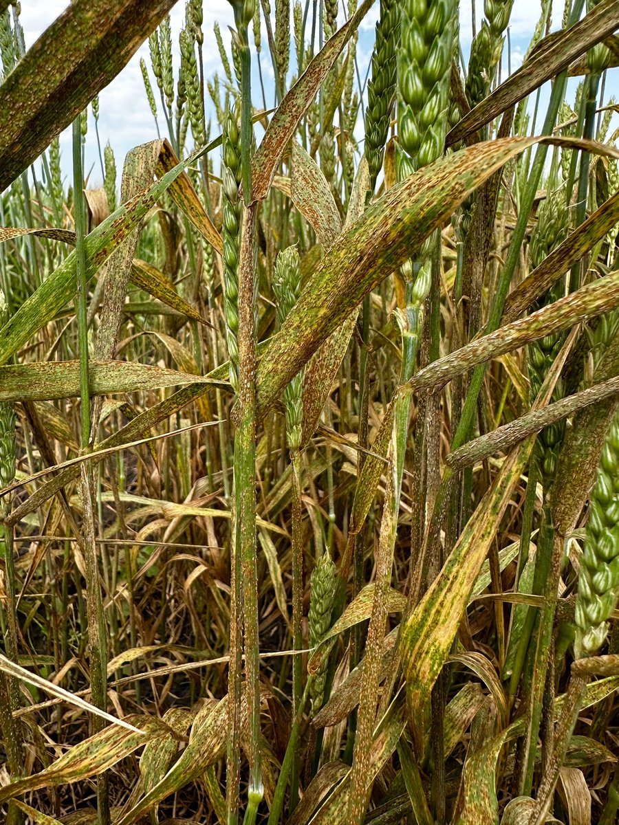 rustpathology's tweet image. A well executed stem rust epidemic is crucial for selecting superior resistant germplasm. Our stem rust inoculated spring wheat trial in Fargo, ND was designed to achieve that goal.