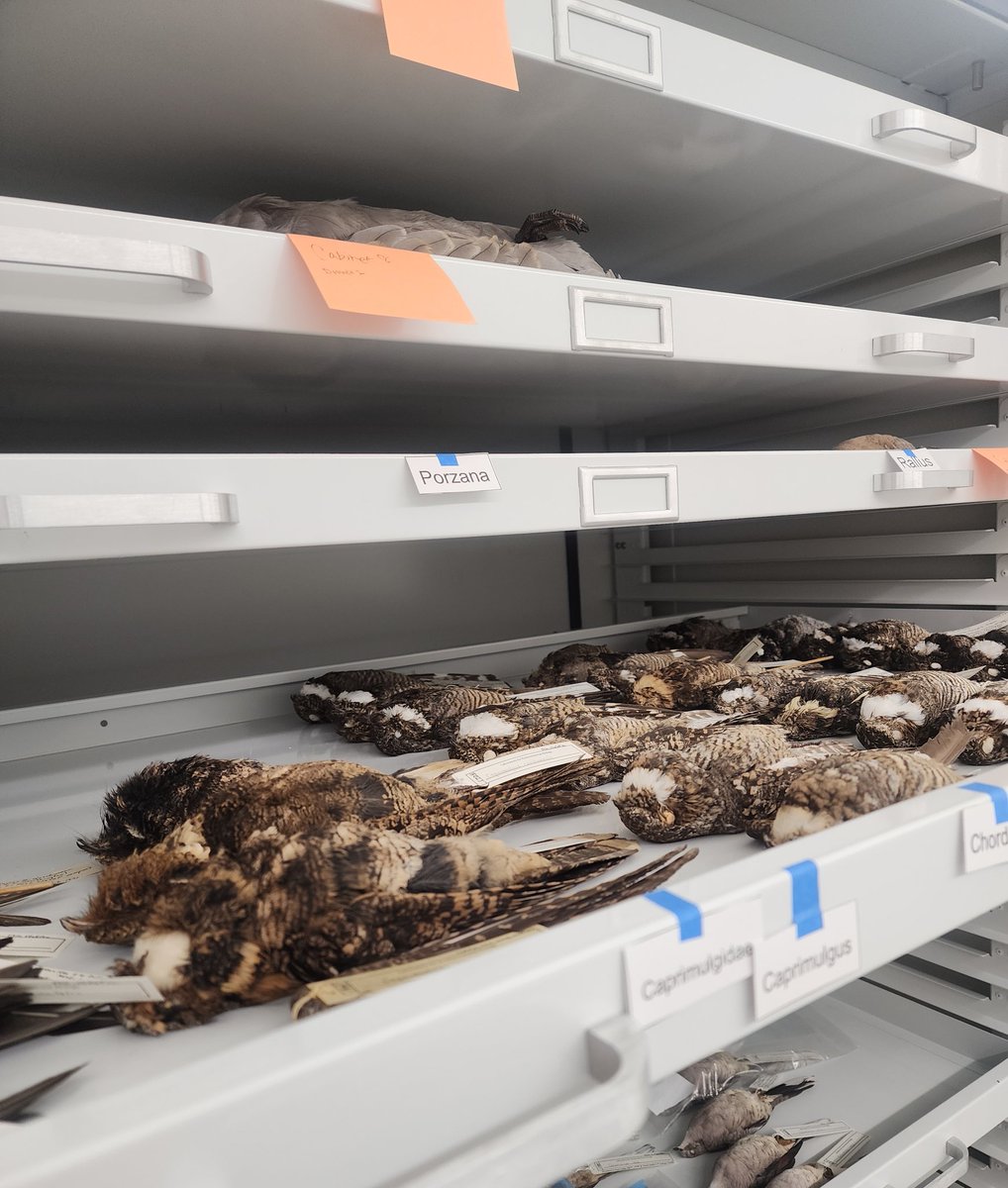 utepbc's tweet image. Half of our bird collections is in its new home! #ornithology What shiny new trays!