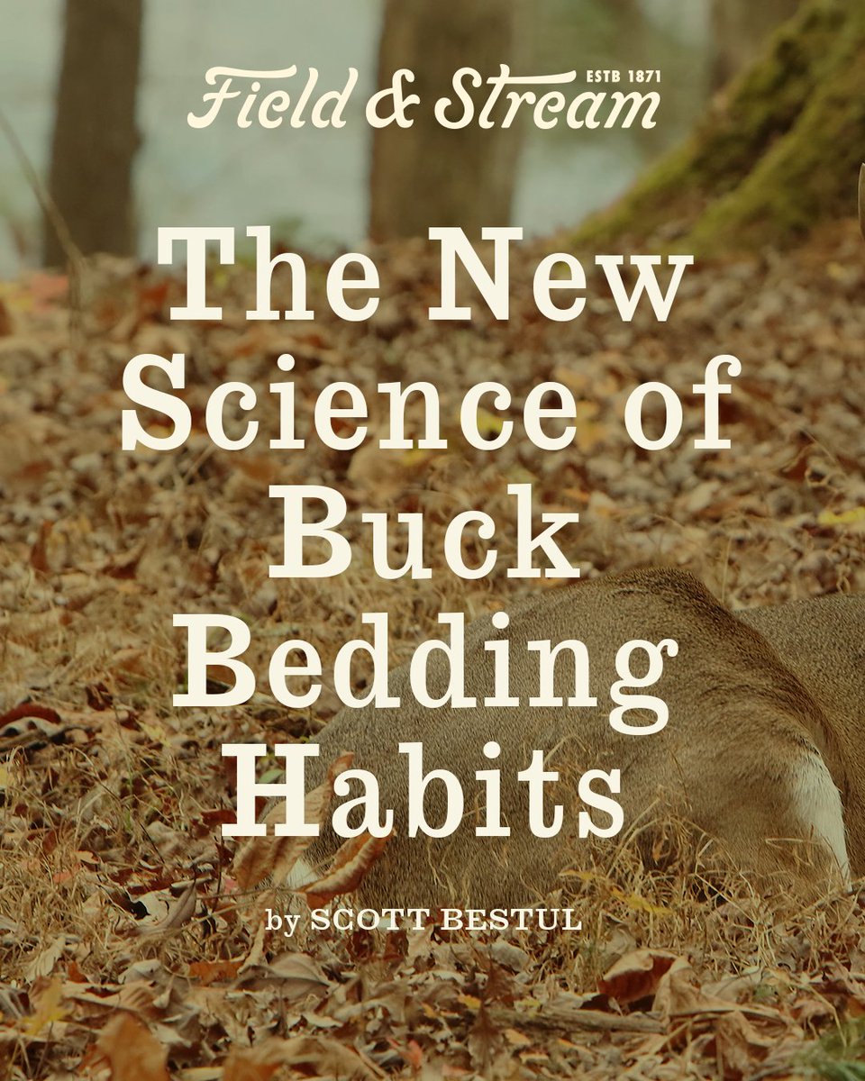 FieldandStream's tweet photo. Whitetail bucks have far more bedding areas than you probably think, and they only bed for about 3 hours during the day.

Read the full study - https://t.co/NSvfwptxfn 🦌

#TheLegendLives #DeerHunting #Whitetail #DeerBedding https://t.co/B4iXlGpBiD
