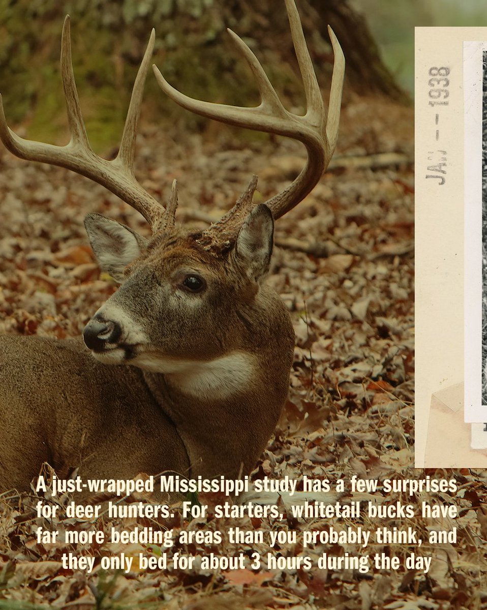 FieldandStream's tweet photo. Whitetail bucks have far more bedding areas than you probably think, and they only bed for about 3 hours during the day.

Read the full study - https://t.co/NSvfwptxfn 🦌

#TheLegendLives #DeerHunting #Whitetail #DeerBedding https://t.co/B4iXlGpBiD