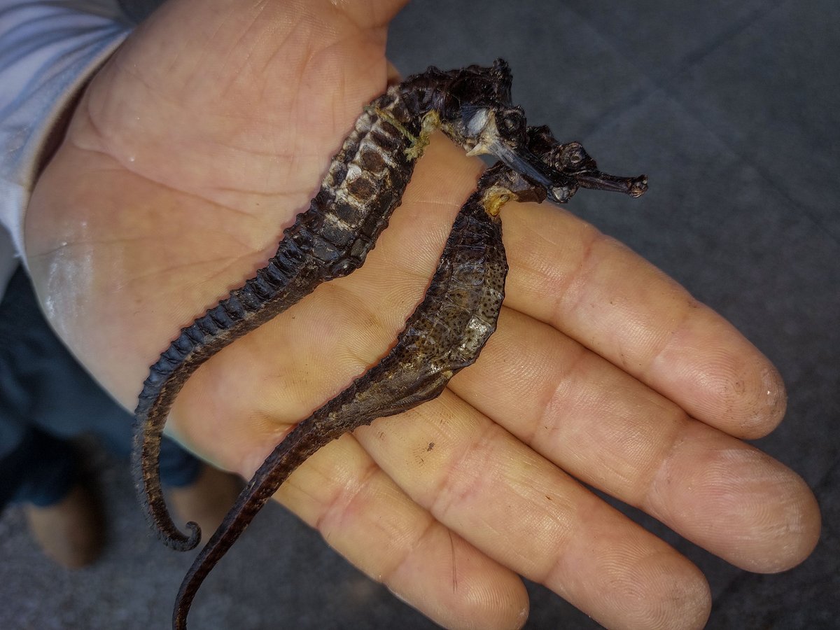 #5Ago | Rubén Penott: el guardián de los caballitos de mar.

Ha dedicado 40 años de su vida al fomento de la biología marina en la Estación de Investigaciones Marinas Mochima de la Fundación IDEA.

Conoce más de su historia➡️tinyurl.com/3k457dah

#CienciaParaLaVida