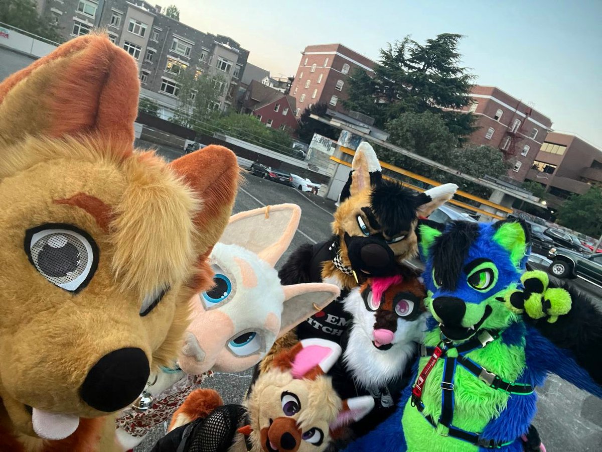 Got to experience a new scene this weekend at Impact in Seattle! Had a blast with friends, and am so grateful for the kind people I get to go on adventures with 🤗 

@thatmusicaldog 
<a href="/Smol_Shepherd/">🌲Honey🌧@LVFC</a> 
<a href="/raccoonsnuggles/">✿ Missy ✿</a> 
<a href="/SkunkerPuppy/">🔥That Emo Skunky Shep🔥</a> 
<a href="/toxxicace/">Ace</a> 

#fursuit #furry #Seattle