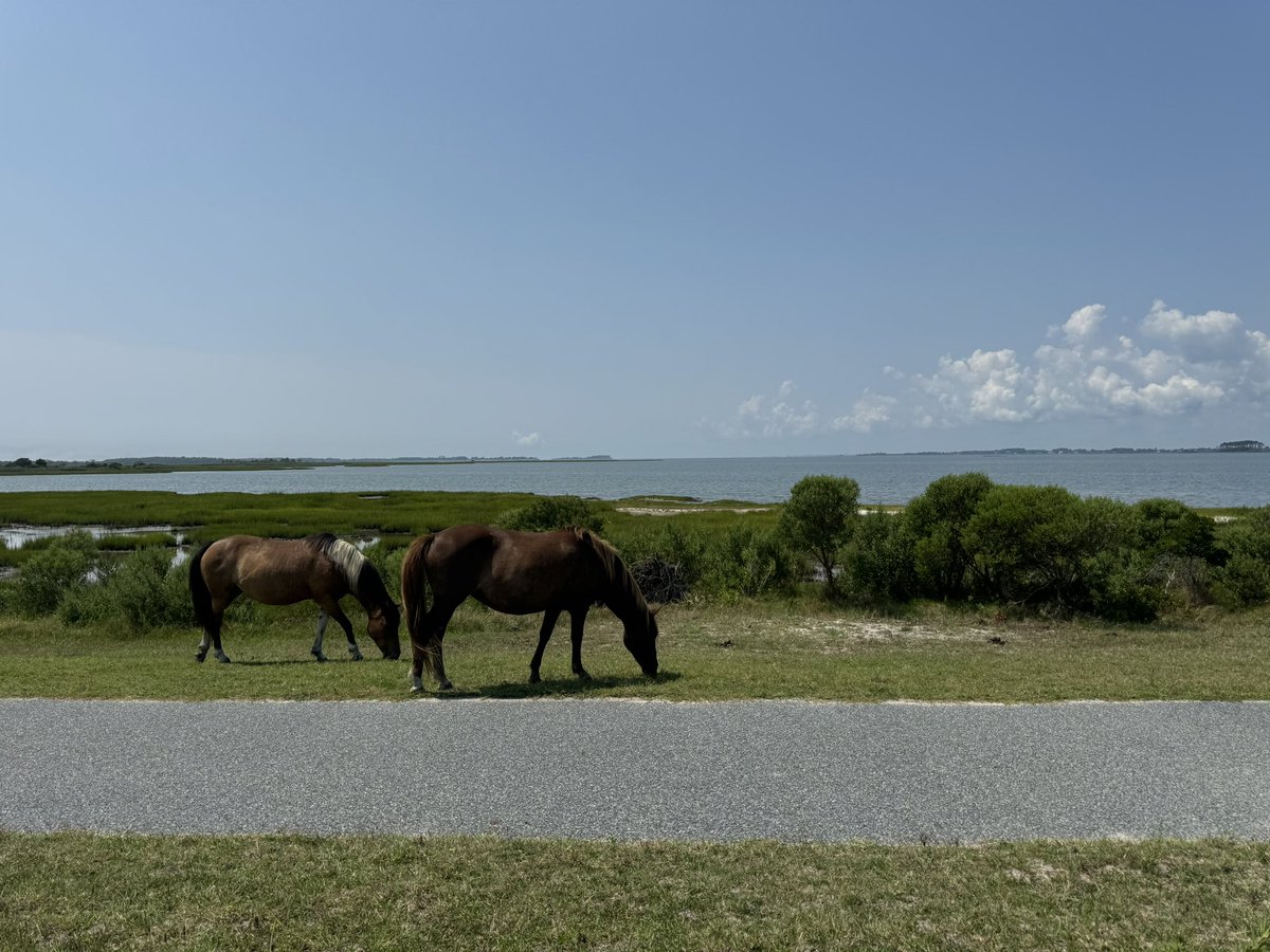 Muhammad Arif tweet media